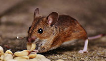 24 Hour & Emergency Exterminators in Houstonville, NC